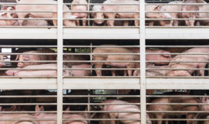 Industrialized Agricultural Facilities’ Impact on U.S. Waters