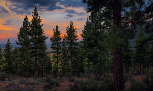 Reasserting Tribal Forest Management Under Good Neighbor Authority
